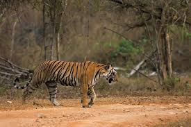 How We Spotted A Tiger Twice At Kabini Backwaters Gypsycouple Live Animals Wildlife Photography Cat Species