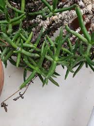 Image result for Hereroa