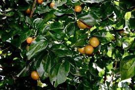 Image result for Strychnos