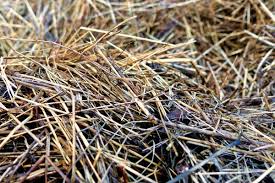 Die 7 Grossten Fehler Beim Mulchen Von Gemusebeeten Wurzelwerk Mulchen Gemusebeet Garten Anpflanzen