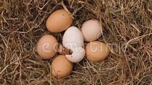 Egg Hatching Stock Footage Videos 428 Stock Videos