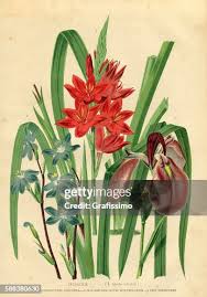 Image result for Iridaceae