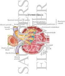 Corpuscolo renale di malpighi (it); Histology Of Renal Corpuscle