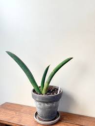 Image result for Sansevieria hallii