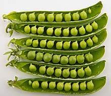 We did not find results for: Pea Wikipedia