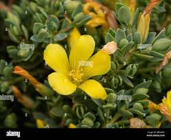 Image result for Hypericum peplidifolium