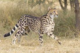 25 Facts About The King Cheetah Africa S Rarest Cat Rare Cats Animals African Animals