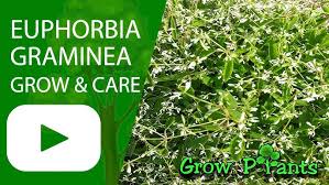 Image result for Euphorbia graminea