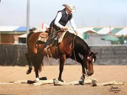 In The News :: Arabian Working Western Alliance