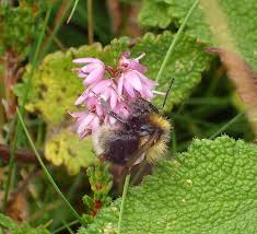 Image result for Bombus jonellus
