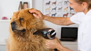 Pet health and wellness that's one step ahead. Nail Trimming In Boulder Co Vca Broadway Animal Hospital And Pet Center