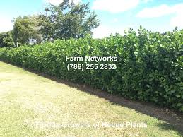 10 secret ingredients to make your garden grow. Clusia Hedge Of South Florida Clusia Florida Plants Hedges