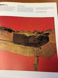 Pin By Aviva Kamens On No Exit Animals Insects Moth