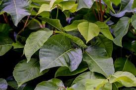 Image result for Anacardiaceae