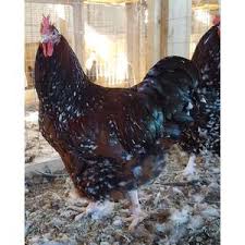 We did not find results for: Cackle Hatchery Cherry Egger Chicken 110m Blain S Farm Fleet