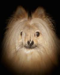Maltese and pomeranian crosses should produce puppies prone to less health disorders than their purebred parents. Maltipom Dog Breed Information And Pictures
