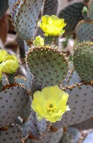 We provide millions of free to download high definition png images. Free Stock Photo Of Prickly Pear Cactus Download Free Images And Free Illustrations
