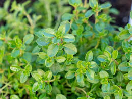 All plants get to be eight to 10 inches tall and, when added to your garden, they need to be placed 15 to 18 inches apart. How To Grow Thyme Indoors