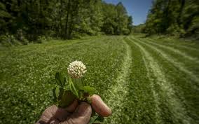 If you don't have red clover growing in some of your food plots, let me explain why you should. How To Plant Clover Plots Food Plots And Land Management Realtree Camo