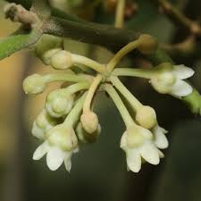 Image result for Marsdenia