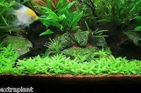 Staurogyne Repens Bare Root Clump Live Aquarium Plants Foreground Buy2get1free 789081026757 Ebay Planted Aquarium Plants Live Aquarium Plants