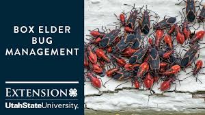 However, pyrethroid is no longer very effective at killing. How To Handle Boxelder Bugs Youtube