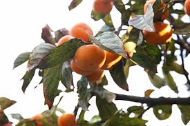 Image result for Diospyros mafiensis