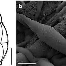 Image result for Lindackeria bukobensis