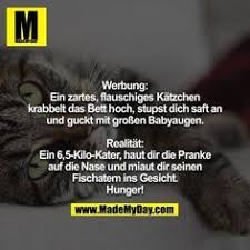 Werbung Vs Realitat Werbung Witzige Spruche Katzen
