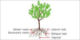 Hi, i want to plant 2 live oaks, but i'm concerned how the root system grows. Tree Roots Trees With The Strongest And Deepest Roots