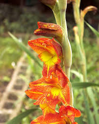 Image result for Gladiolus dalenii