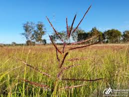 Image result for Bothriochloa bladhii