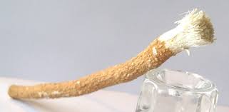 Le Siwak Une Brosse A Dents Naturelle Siwak Comment Blanchir Les Dents Brosse A Dent