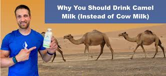 Herders may for periods survive solely on the milk when taking the camels on long distances to graze in desert and arid environments. Is Camel Milk Really Healthier Than Cow Milk