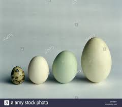 Chicken Egg Size Stock Photos Chicken Egg Size Stock