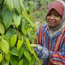 Lada hitam dibuat dengan memetik buah lada yang masih setengah matang. Lada Hitam Kelantan Kosmo Digital