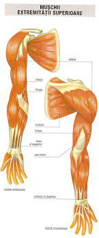 Ascinația pentru corpul uman și pentru. Http Www Taekwondowtf Ro Wp Content Uploads 2015 09 Anatomie Instructori 2015 Pdf