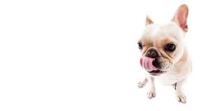 Explore other popular pets near you from over 7 million businesses with over 142 million reviews and opinions from yelpers. Mohawk Alley Animal Hospital Mohawk Alley Animal Hospital