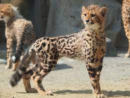Pin On Cheetahs