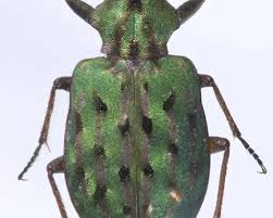 Image result for Lepidagathis eriocephala