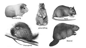 If you paid attention in history class, you might have a shot at a few of these answers. Fun Rodents Quiz Free Interactive Science Quiz Questions For Kids