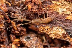 Image result for Lepidotrichilia