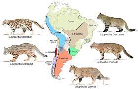 Ocupando o topo da cadeia alimentar, é predador natural de diversos animais, como roedores, pássaros, lagartixas e alguns insetos. Gatos Colocolo Especies Nuevas Faunanimo