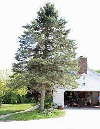 We did not find results for: How Much Does It Cost To Remove A Pine Tree 2021 Cost Guide