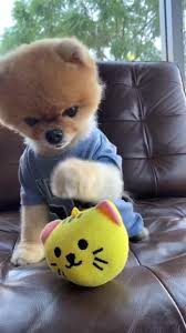 Download Tiktok To Watch More Funny Videos Of Cuties Puppy Life S Moving Fast So Make Every Second Count Cute Puppies Puppies Funny Cute Animals Puppies