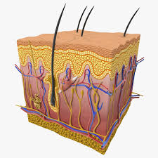 Skin Section 3d Model Ad Skin Section Model Integumentary System Vintage Business Cards Template Cinema 4d R14