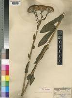Image result for Kleinia abyssinica
