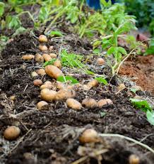 The roots planted in the garden were eaten by squirrels and rabbits and we did not the harvest. Learn How And When To Harvest Potatoes West Coast Seeds