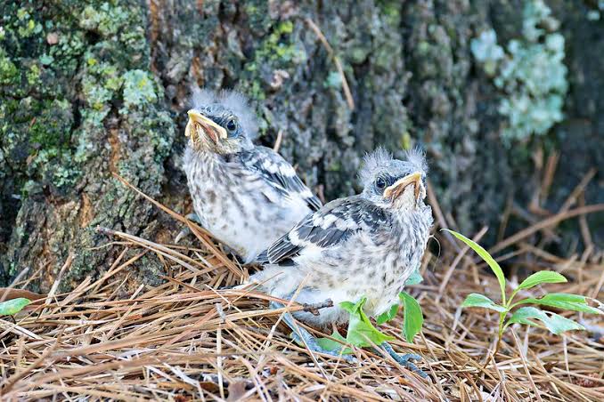 Baby Northern Mockingbirds in My Yard - Steve Creek Wildlife Photography