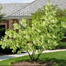 Image result for Chionanthus